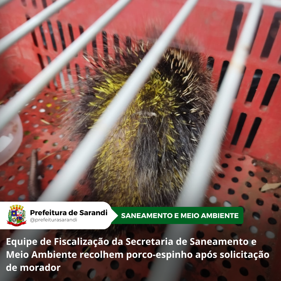 Equipe de Fiscalização da Secretaria de Saneamento e Meio Ambiente recolhem porco-espinho após solicitação de morador
